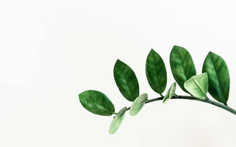 Cinnamomum verum