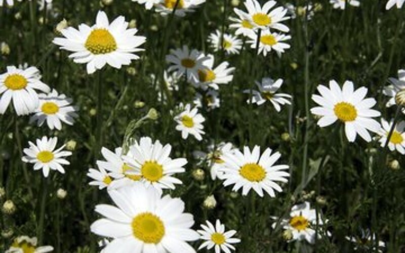 Tanacetum parthenium