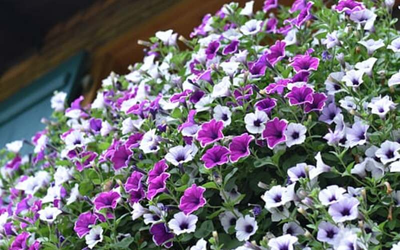 Viola tricolor