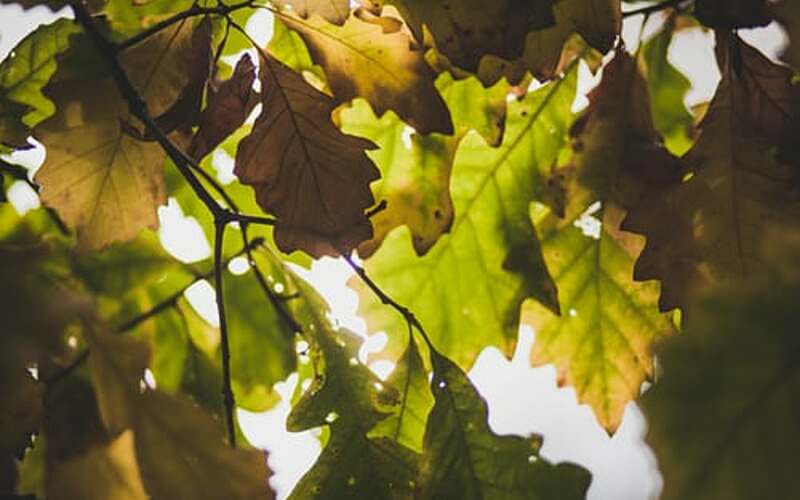 Vitis vinifera